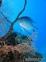 scuba diving photo