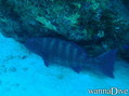 scuba diving photo