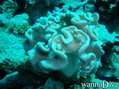 scuba diving photo