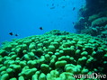 scuba diving photo