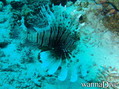 scuba diving photo