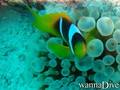 scuba diving photo