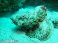 scuba diving photo