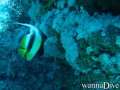 scuba diving photo