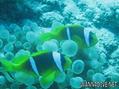 scuba diving photo
