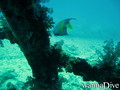scuba diving photo
