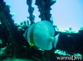 scuba diving photo