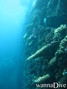 scuba diving photo