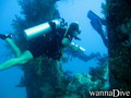 scuba diving photo