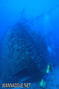 scuba diving photo