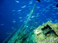 scuba diving photo