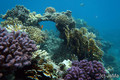 scuba diving photo