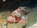 scuba diving photo