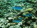 scuba diving photo