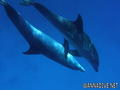 scuba diving photo