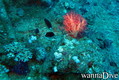 scuba diving photo