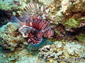 scuba diving photo