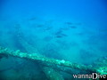 scuba diving photo