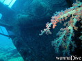 scuba diving photo
