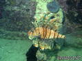 scuba diving photo