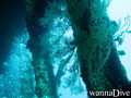 scuba diving photo