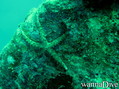 scuba diving photo