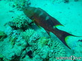 scuba diving photo