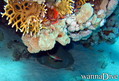 scuba diving photo