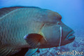 scuba diving photo