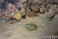 scuba diving photo