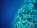 scuba diving photo