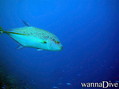 scuba diving photo