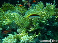 scuba diving photo