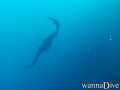 scuba diving photo