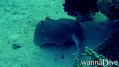 scuba diving photo