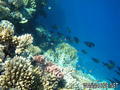 scuba diving photo