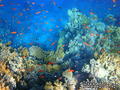scuba diving photo