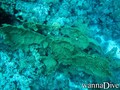 scuba diving photo