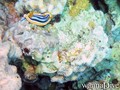 scuba diving photo