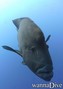 scuba diving photo