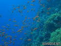 scuba diving photo