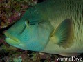 scuba diving photo
