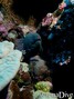 scuba diving photo