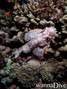 scuba diving photo