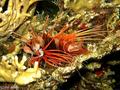 scuba diving photo
