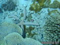 scuba diving photo