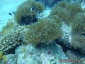 scuba diving photo