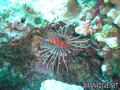 scuba diving photo