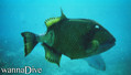 scuba diving photo