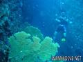 scuba diving photo